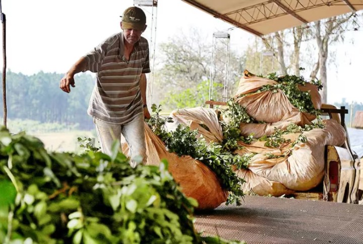 Crisis de yerbateros tras la desregulación del sector