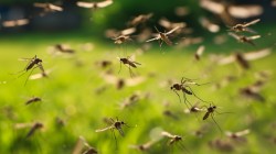 Disminuyó la cantidad del mosquito que transmite dengue