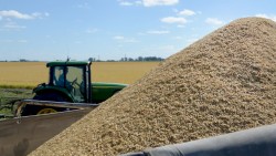 Cae la competitividad del arroz en comparación a Brasil